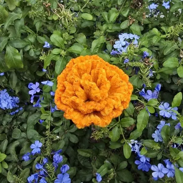 Flor artesanal tipo zinnia naranja con pétalos rizados y densos