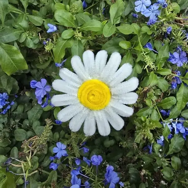 Margarita artesanal blanca de pétalos largos y finos con centro amarillo