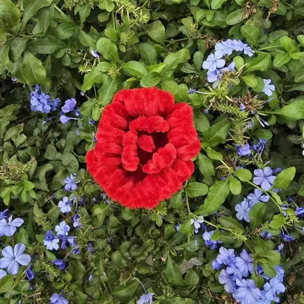 Rosa artesanal roja con pétalos compactos y ondulados estilo zinnia